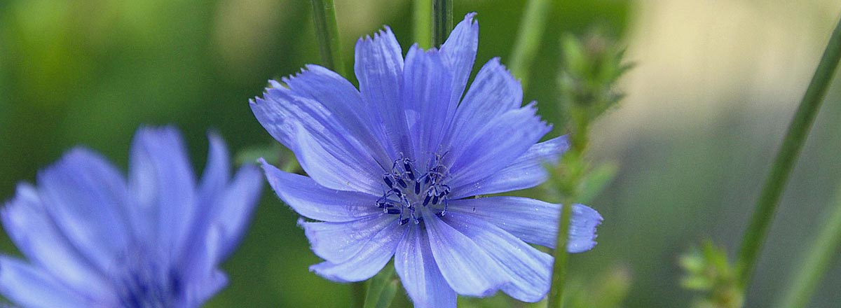 Banner Bachblüten in Lüneburg bei Petra Gerken